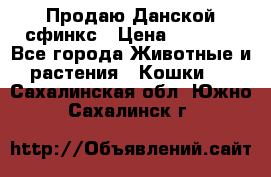  Продаю Данской сфинкс › Цена ­ 2 000 - Все города Животные и растения » Кошки   . Сахалинская обл.,Южно-Сахалинск г.